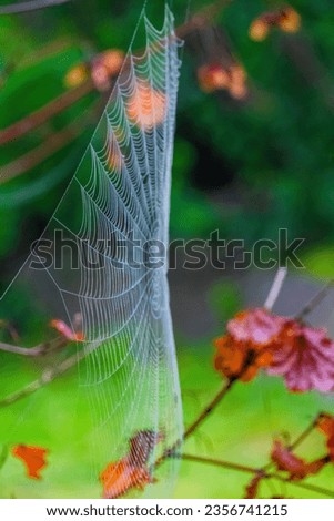 tiny spider net with water drops on a branch of a tree Royalty-Free Stock Photo #2356741215
