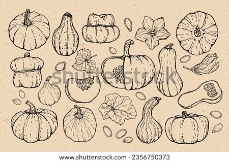 Pumpkin outlines set on cardboard background. Pumpkins of various shapes and characters, hand-drawn. Sketch. Vector illustrated clipart.