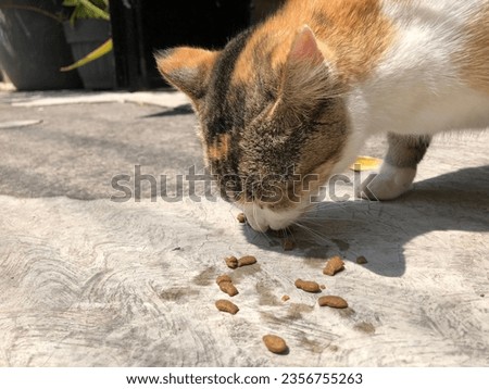 The cat is eating cat food given by the owner