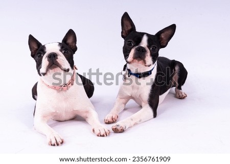 Two boston terrier dog posing in studio, white and dark background Royalty-Free Stock Photo #2356761909