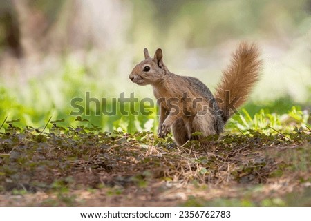 Caucasian squirrel on nature in summer