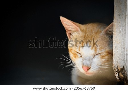 Adorable orange and white cat sleeping peacefully near the door