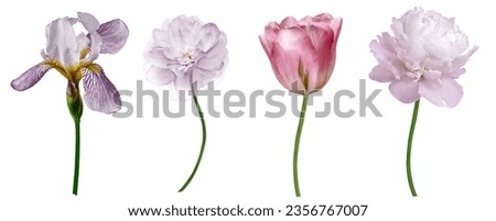 Set light purple flowers  on white isolated background.   For design. Closeup.  Nature. 