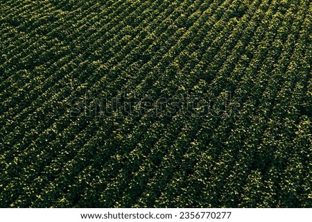 Aerial shot of cultivated soybean field from drone pov. High angle view of Glycine Max plantation in summer sunset.
