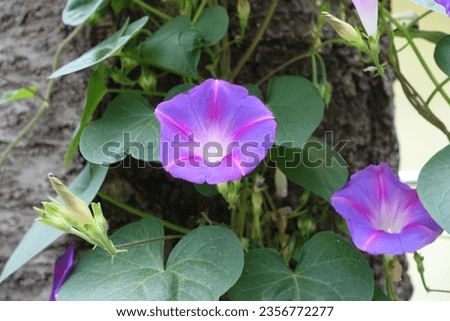 Violet flowers of Ipomoea purpurea in mid August Royalty-Free Stock Photo #2356772277