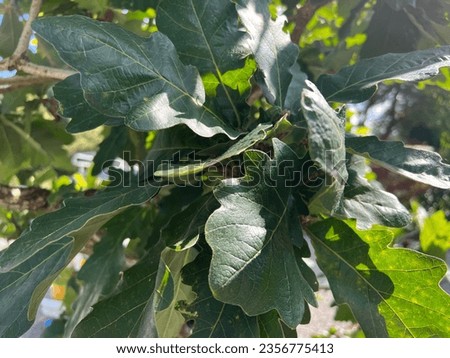 Quercus dentata 'Carl Ferris Miller' (Daimyo Oak)  foliage in late summer