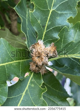 Quercus dentata 'Carl Ferris Miller' (Daimyo Oak)  foliage in late summer