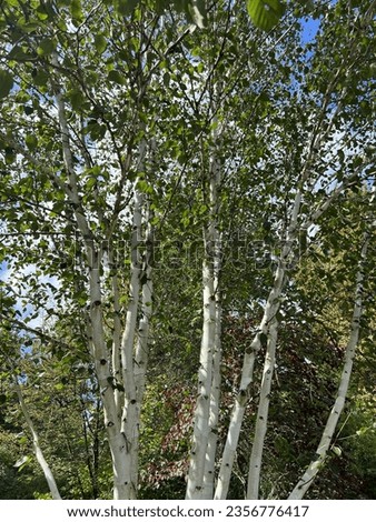 Betula utilis 'Doorenbos' (Syn. Snow Queen) (Himalayan White Birch) Royalty-Free Stock Photo #2356776417