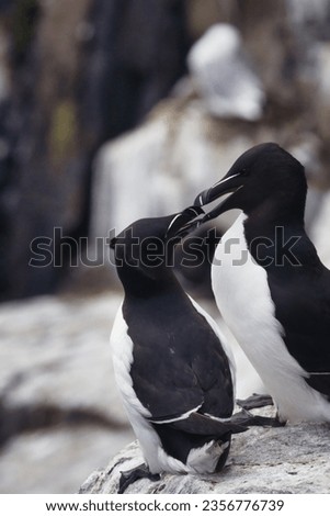 Love on the Wing: Entwined Beaks of Razorbills