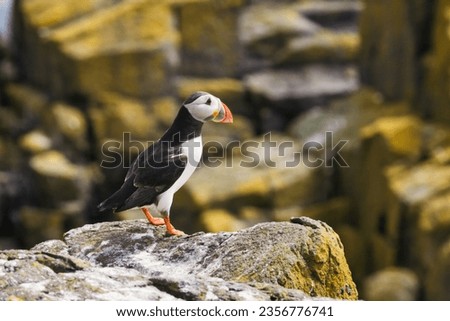 Close-Up Puffin Portrait on Rock - High-Resolution Wildlife Stock Photo