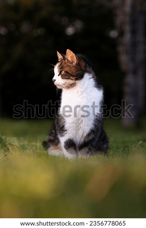 portrait of a cat looking to the right, with a sunset, on a lawn