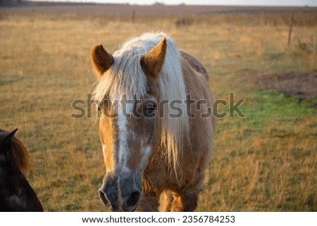 Horses in a pasture in the morning at sunrise with light fog. High quality photo