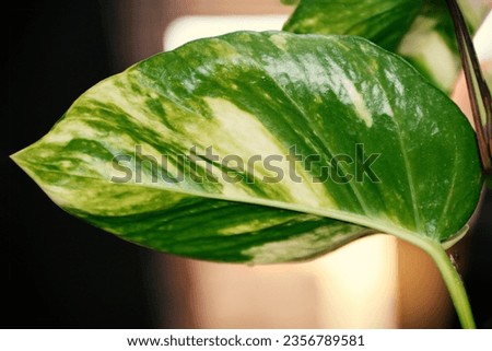 Single leaf of money plant