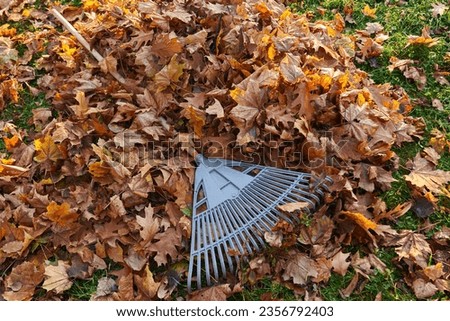 Plastic fan rake on pile of dry golden leaves in autumn season. View from above of raked leaves with leaf rake on top, on park grass lawn at sunny morning. Seasonal work, routine, autumn concept. Royalty-Free Stock Photo #2356792403