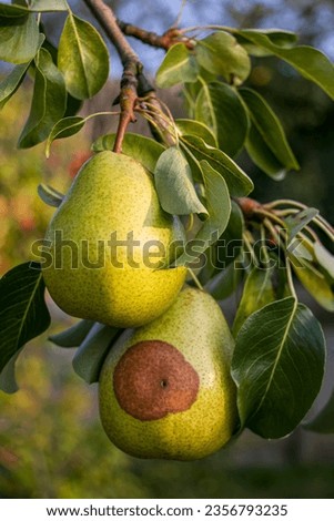 Pear moniliosis. Pears rot on a tree. Fruit rot of pear. Diseases of fruit trees. Royalty-Free Stock Photo #2356793235