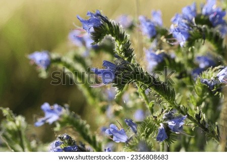 Viper's Bugloss (echium vulgare), a close up during the golden hour Royalty-Free Stock Photo #2356808683