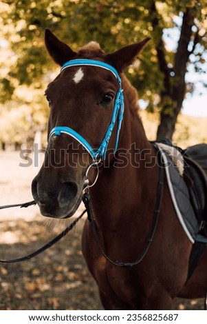 Brown horse with saddle in autumn park. Horse for riding