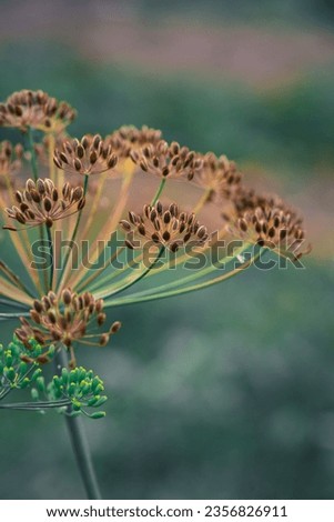 Seeds of a dill in the garden