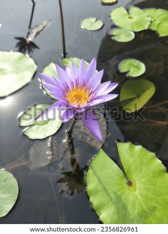 Water Lily flower plant picture 