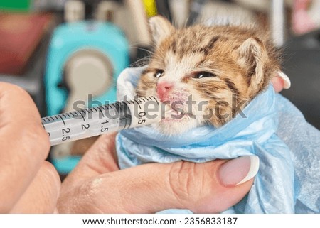 Small kitten is fed milk from a syringe. Newborn kitten in female hand. Concept of health care of pets. Macro. Shallow depth of  field.  Royalty-Free Stock Photo #2356833187