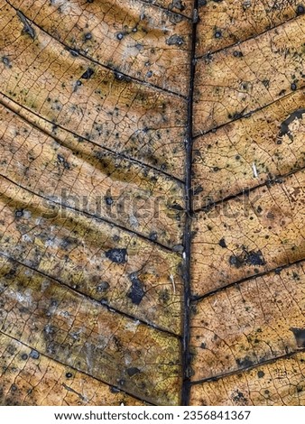a photography of a leaf with a brown and black pattern, horse chestnut leaf with a brown and black pattern.