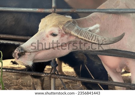 a photography of a cow with a long horn sticking its tongue out, asiatic buffalo with horns sticking out of a fenced in area.