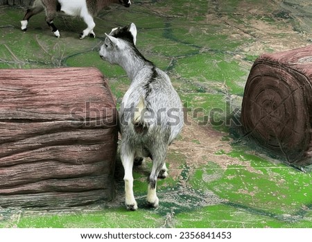 a photography of a goat standing next to a log in a zoo, capra ibexor and a goat in a zoo enclosure.