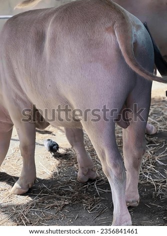 a photography of a cow standing in a pen with a bird nearby, sus scrofa is a very large animal with a very long neck.