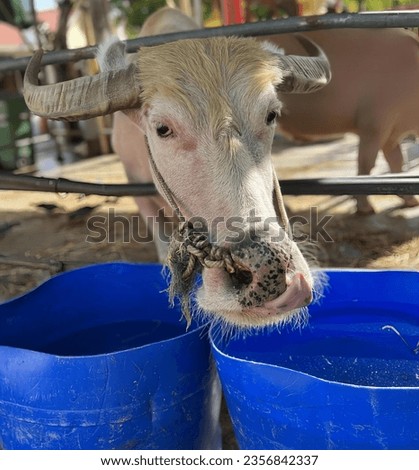 a photography of a cow with a bug in its mouth, asiatic buffalo with a bug in its mouth eating from a blue bucket.