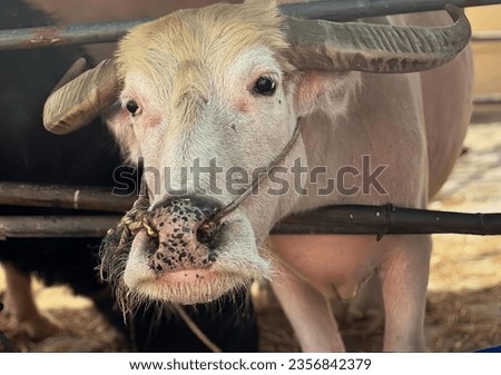 a photography of a cow with a long horn standing in a pen, asiatic buffalo with horns sticking out of a pen with hay.