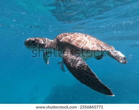 A beautiful sea turtle in Cape Verde Royalty-Free Stock Photo #2356845771