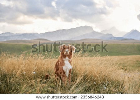 dog sits in a field in the grass. Beautiful pet in nature. Nova Scotia duck tolling retriever in the mountains Royalty-Free Stock Photo #2356846243