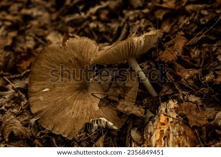 Wild Mushrooms among the dead leaves on the forest floor