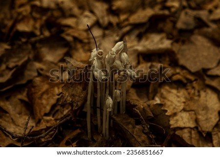Indian Pipe or Ghost Plant emerges from the dead leaves on the forest floor