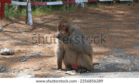 Picture of Monkey eating food