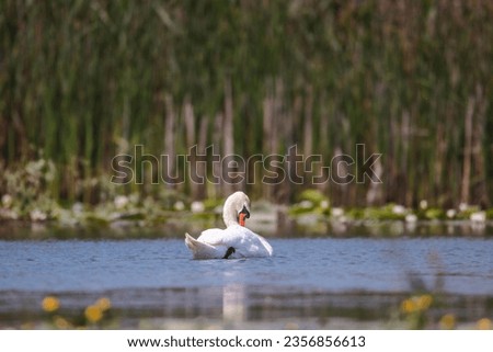 Swans on the wild lake. Watching graceful swans gliding on the still water of a peaceful pond evokes a sense of tranquility and beauty