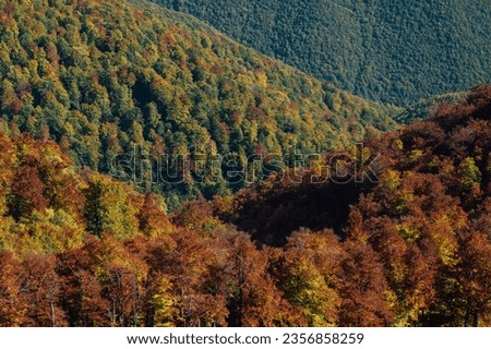 Autumn forest nature. Vivid morning in colorful forest  through . Scenery of nature autumn
