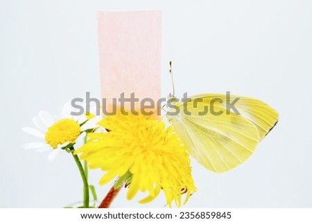 Mock-up of Small Cabbage White butterfly and cute message card holding onto North Pole and Dandelion flower on white background.