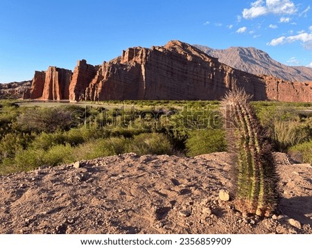 Huge cacti in Salta desert