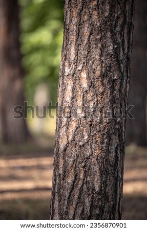 Bark texture. The trunk of an old coniferous tree. Forest theme. Macro photo of wood. Natural material. Nature in details.