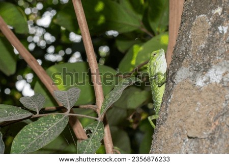 Forest Lizard (Bronchocela jubata) lives in bushes and trees