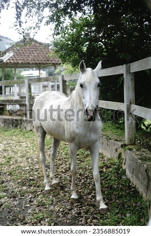 white horse, beautiful horse, nature, non edit pictures 