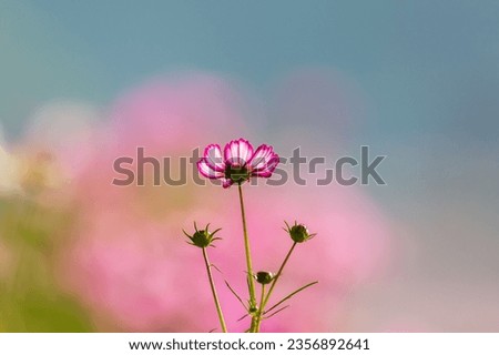 a landscape of autumn fields with cosmos in bloom