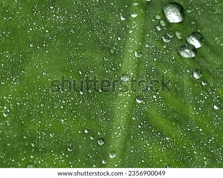 Water droplets on leaves when the rain stops.