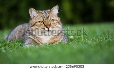 Beautiful british short-hair domestic cat resting on the grass outside his house