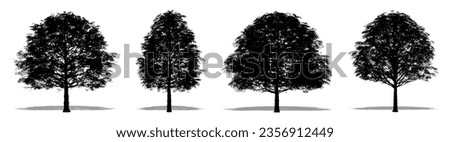 Set or collection of Cherrybark Oak trees as a black silhouette on white background. Concept or conceptual vector for nature, planet, ecology and conservation, strength, endurance and  beauty