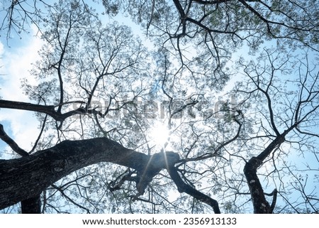 Pic of tree branches with sunlight shining through them.