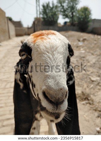 Beautiful goat caught rolling in the streets of a village.I took its beatiful picture with my camera.
