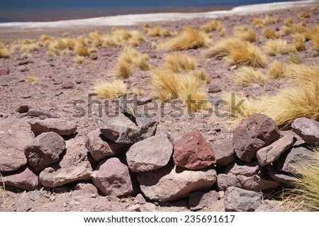 View near the lagoon Miscanti and Miniques, Atacama, Chile