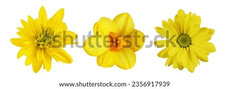 Set of different yellow flowers (chrysanthemum, narcissus; rudbeckia) isolated on white background. Top view. 